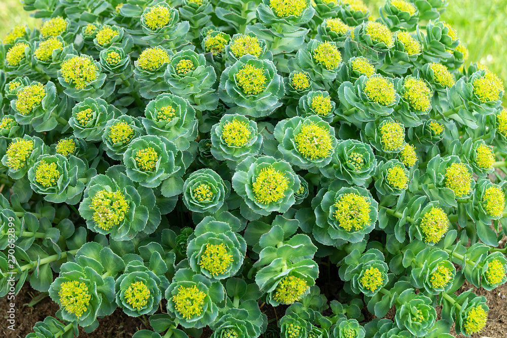 How Rhodiola Rosea Boosts Mental Clarity and Physical Energy Naturally